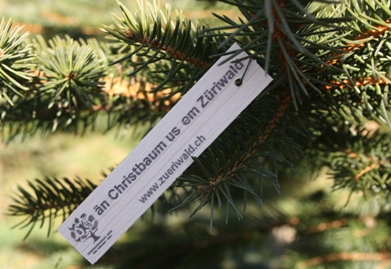 Christbaum_us_em_zueriwald.jpg